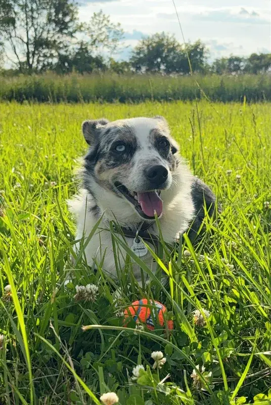 Noche, Enthusiasm Coordinator